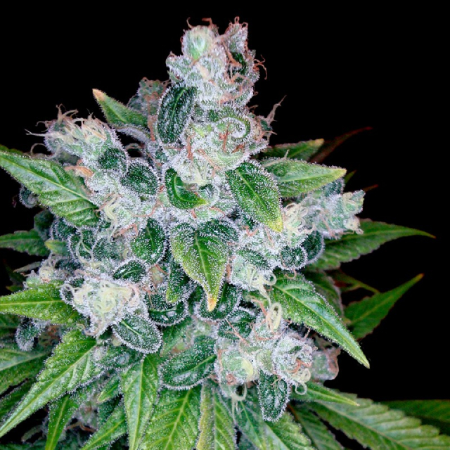 Kandy Kush 6 Fem DNA Genetics