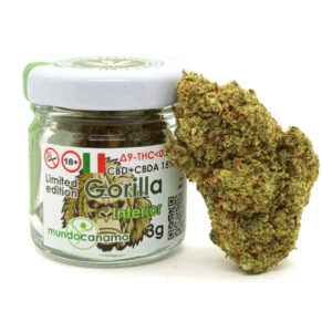 Iguana smoke gorilla